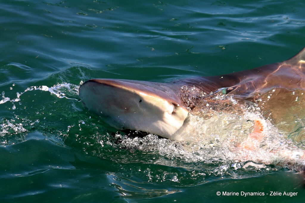 Shark cage diving, Gansbaai, South Africa