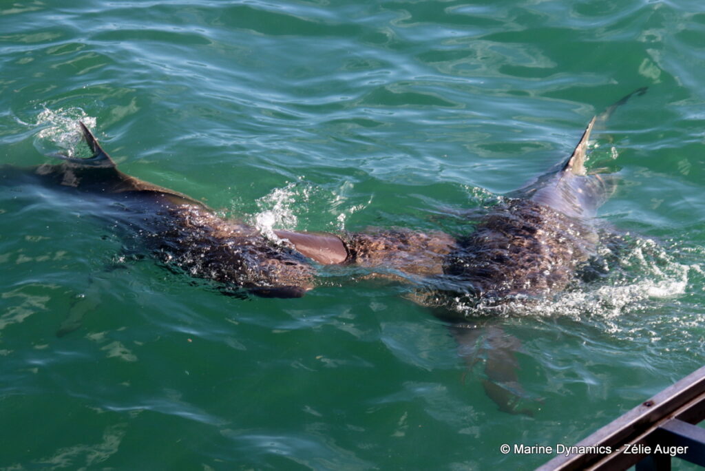 Shark cage diving, Gansbaai, South Africa