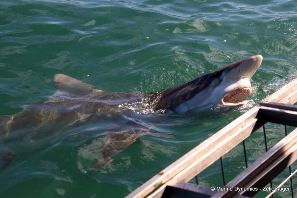Shark cage diving, Gansbaai, South Africa