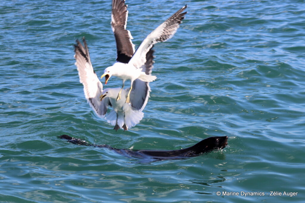 Shark cage diving, Gansbaai, South Africa