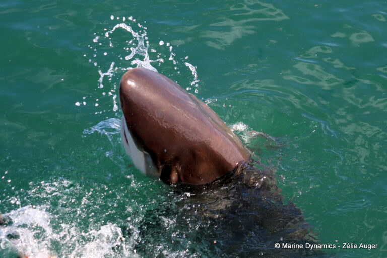 Shark cage diving, Gansbaai, South Africa