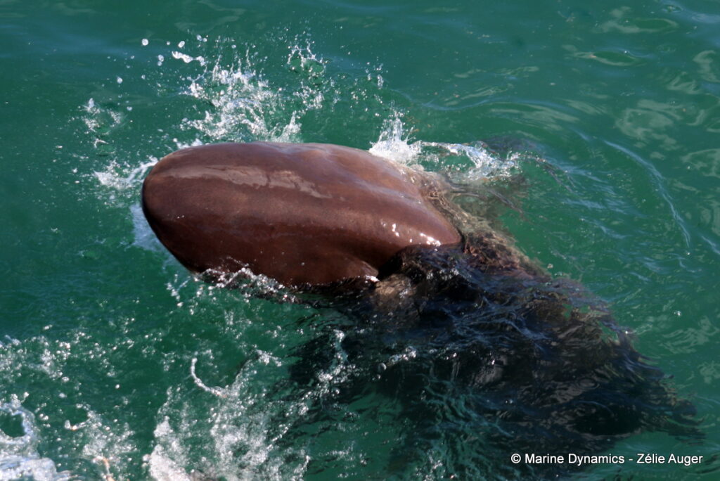 Shark cage diving, Gansbaai, South Africa