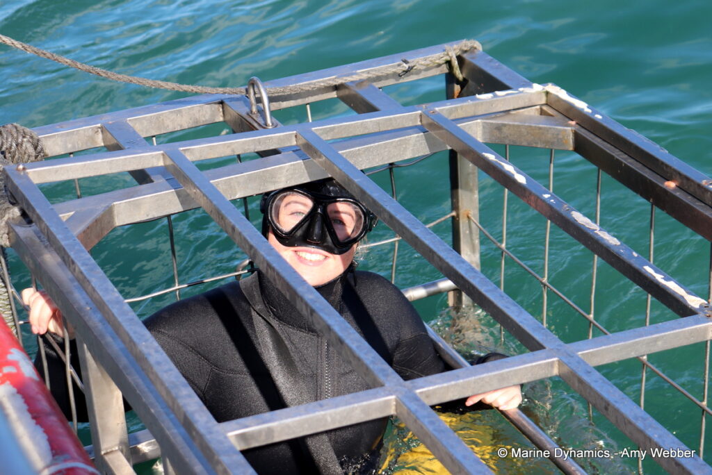 Shark cage diving, Gansbaai, South Africa