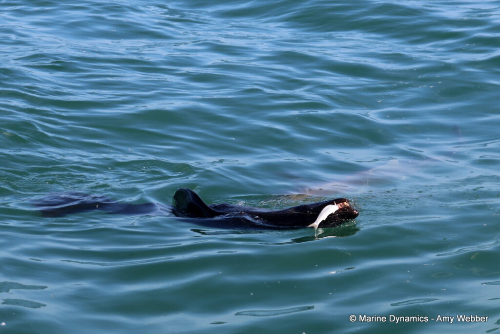 Shark cage diving, Gansbaai, South Africa