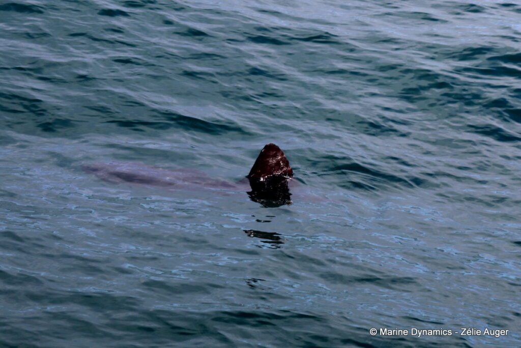Shark cage diving, Gansbaai, South Africa