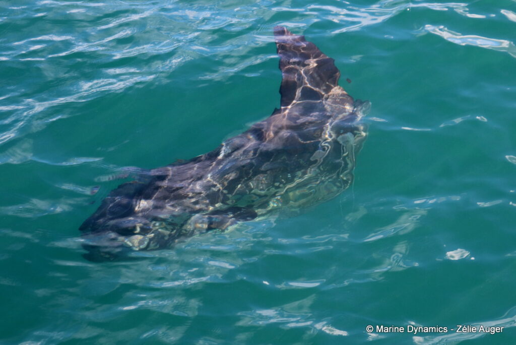 Shark cage diving, Gansbaai, South Africa