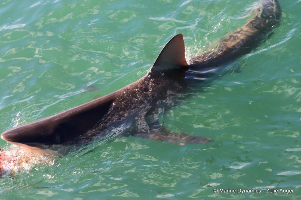 Shark cage diving, Gansbaai, South Africa