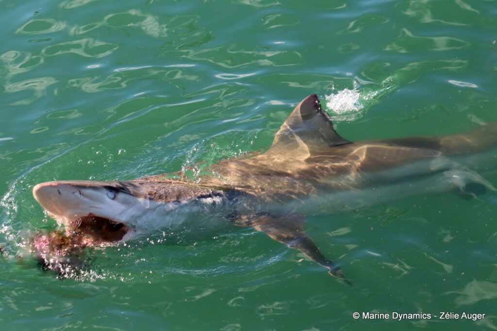 Shark cage diving, Gansbaai, South Africa
