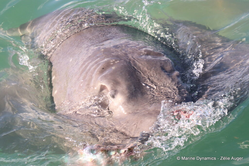 Shark cage diving, Gansbaai, South Africa
