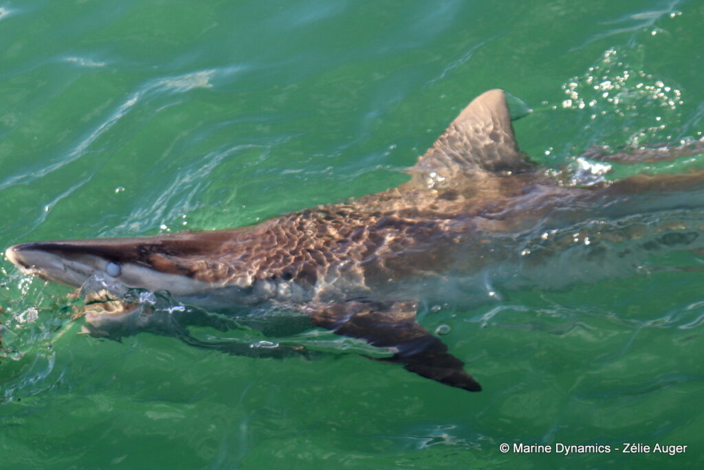 Shark cage diving, Gansbaai, South Africa