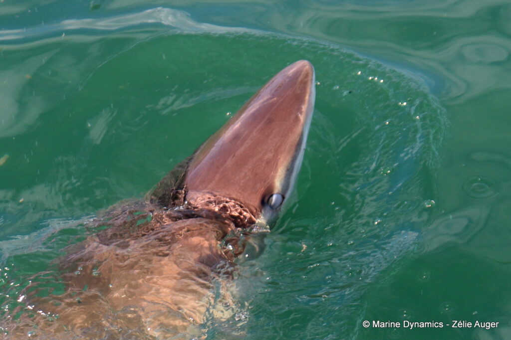 Shark cage diving, Gansbaai, South Africa