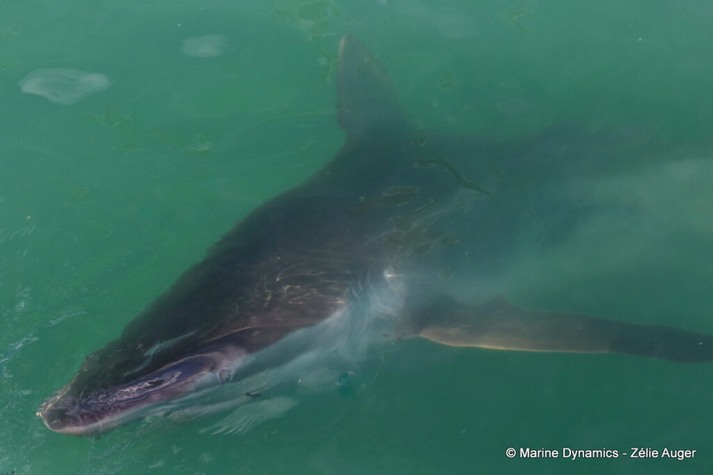Shark cage diving, Gansbaai, South Africa