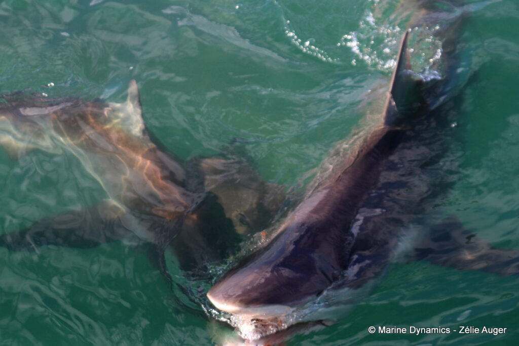 Shark cage diving, Gansbaai, South Africa