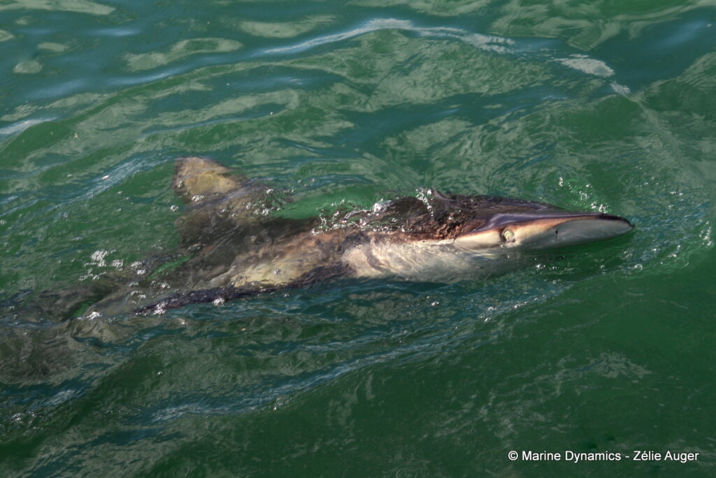 Shark cage diving, Gansbaai, South Africa