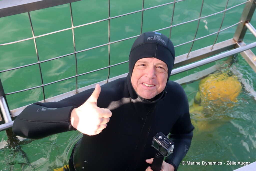 Shark cage diving, Gansbaai, South Africa