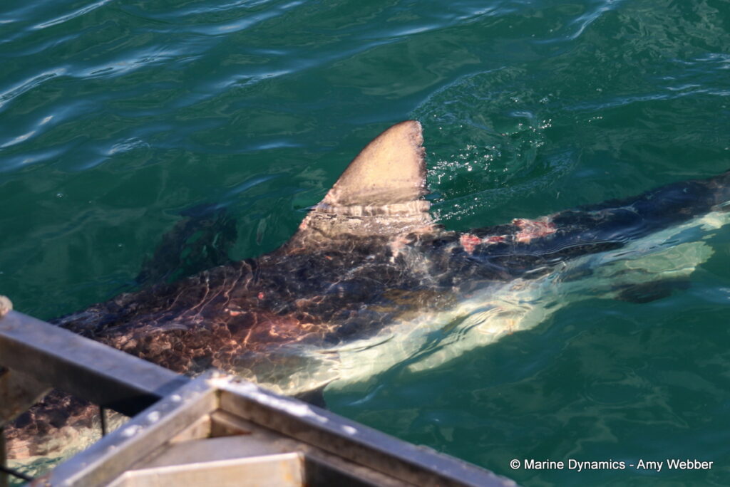 Shark cage diving, Gansbaai, South Africa