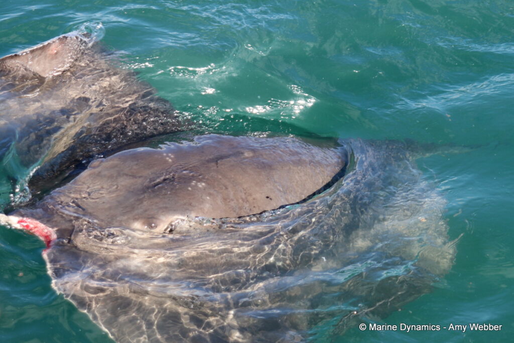 Shark cage diving, Gansbaai, South Africa