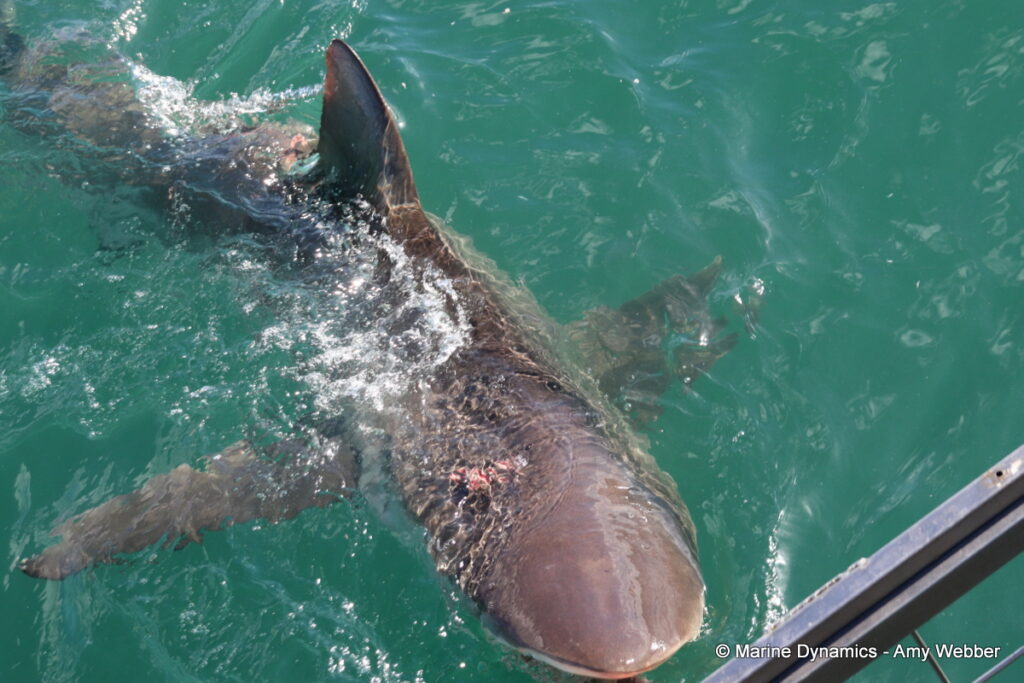 Shark cage diving, Gansbaai, South Africa