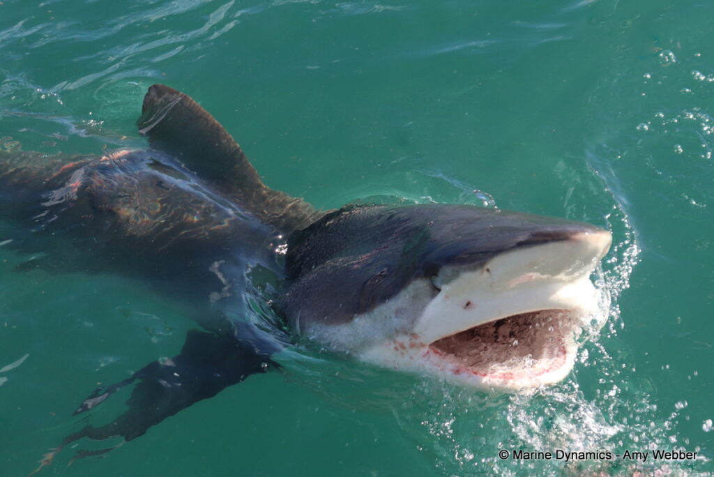 Shark cage diving, Gansbaai, South Africa