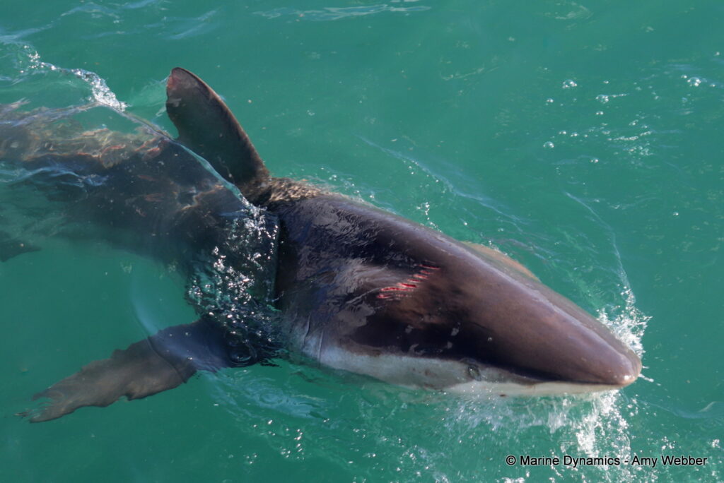 Shark cage diving, Gansbaai, South Africa