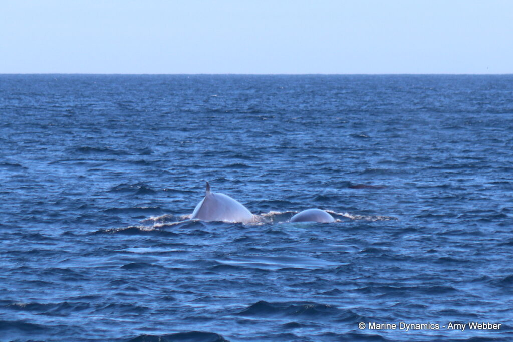 Shark cage diving, Gansbaai, South Africa