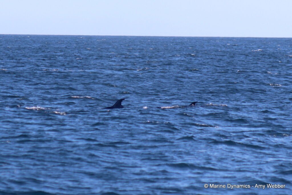 Shark cage diving, Gansbaai, South Africa