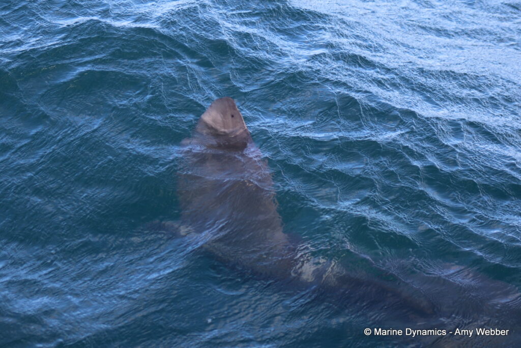Shark cage diving, Gansbaai, South Africa