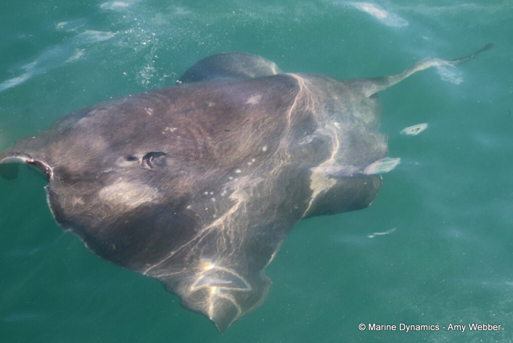 Shark cage diving, Gansbaai, South Africa