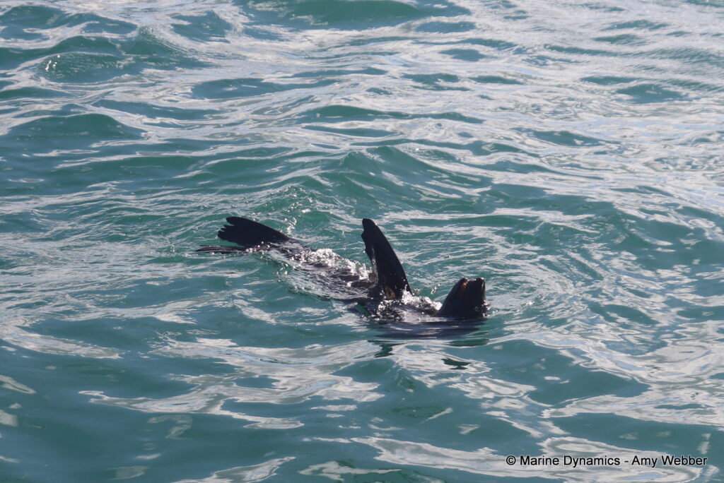 Shark cage diving, Gansbaai, South Africa