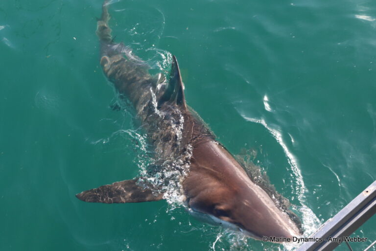 Shark cage diving, Gansbaai, South Africa