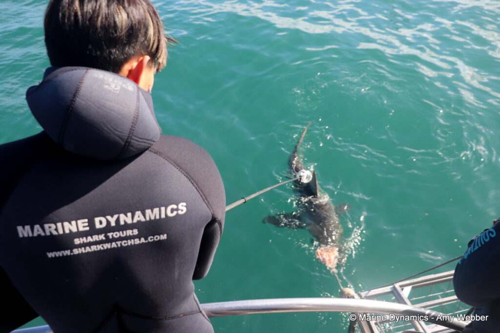 Shark cage diving, Gansbaai, South Africa