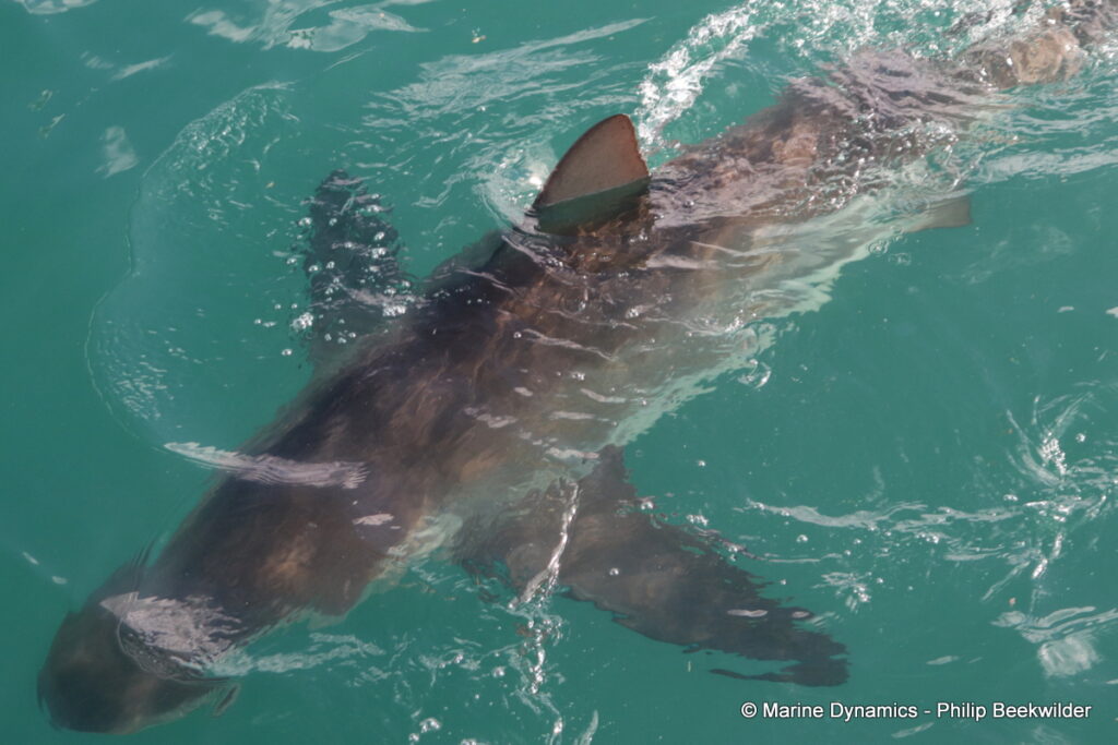 Shark cage diving, Gansbaai, South Africa