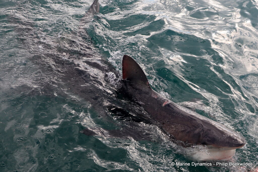 Shark cage diving, Gansbaai, South Africa