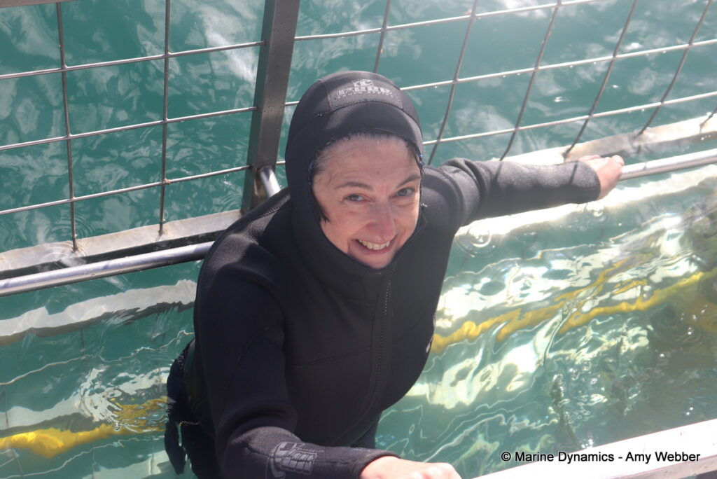 Shark cage diving, Gansbaai, South Africa