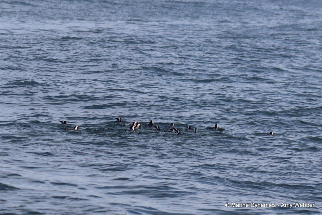 Shark cage diving, Gansbaai, South Africa