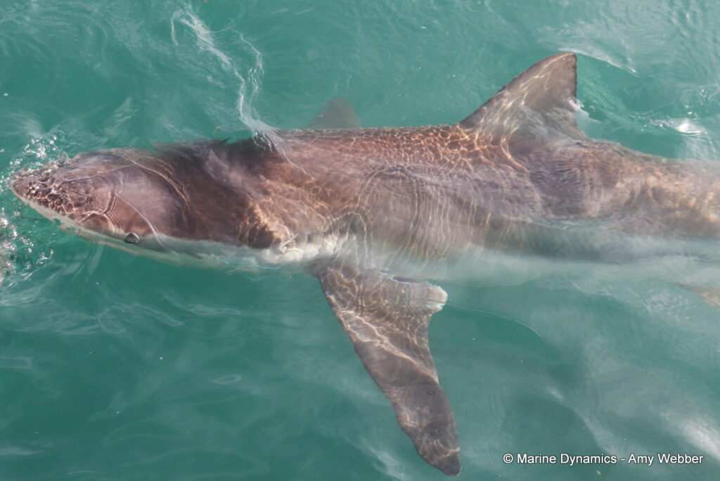 Shark cage diving, Gansbaai, South Africa