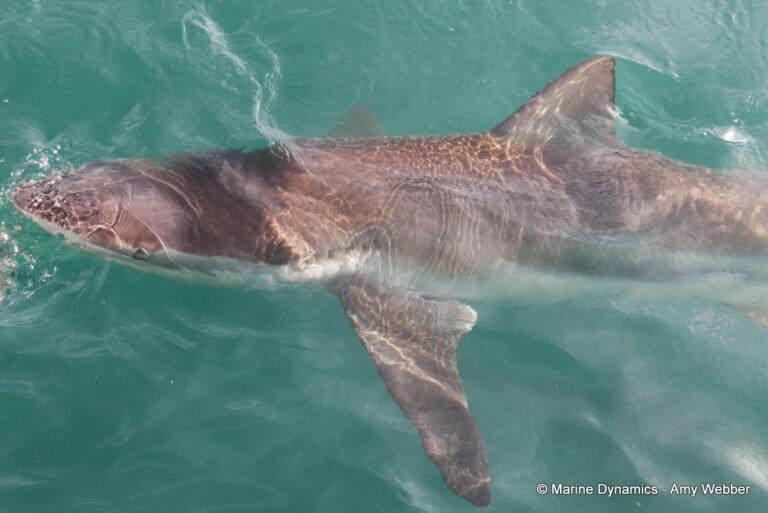 Shark cage diving, Gansbaai, South Africa