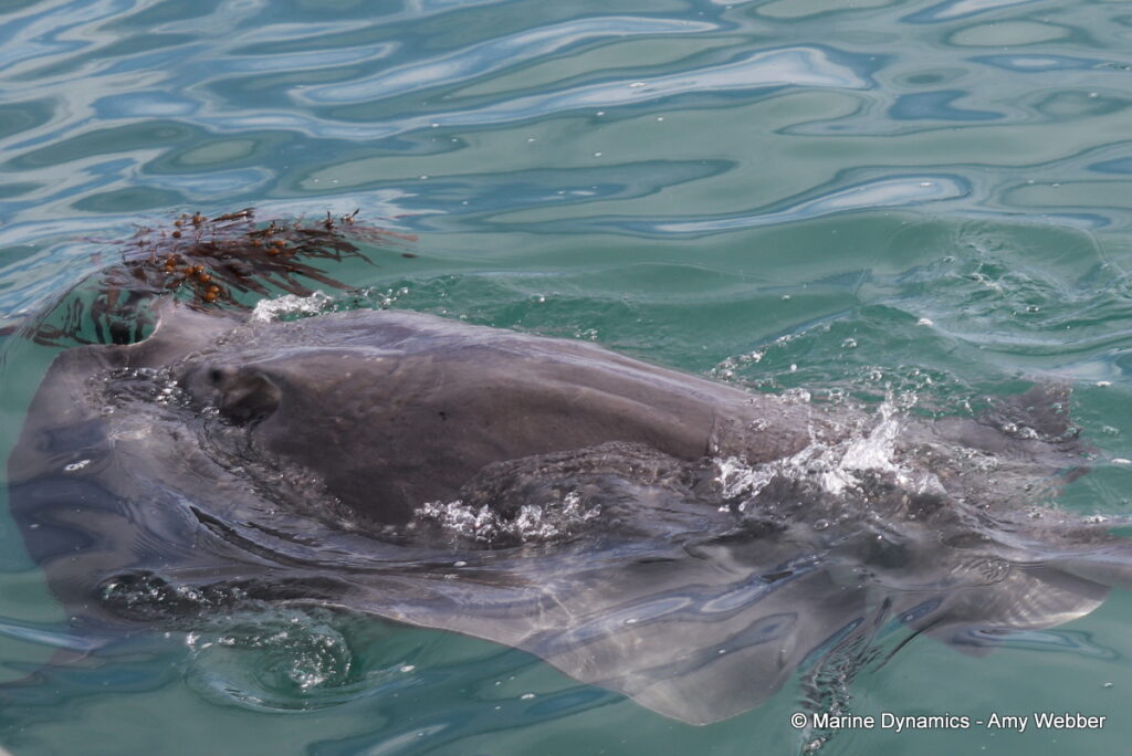 Shark cage diving, Gansbaai, South Africa