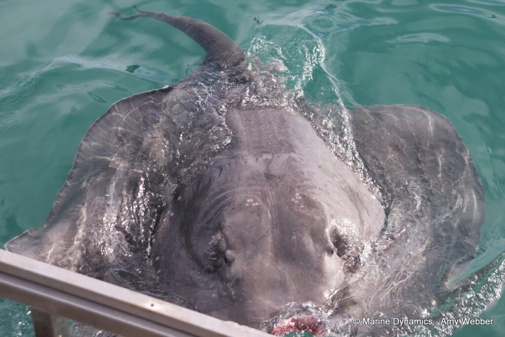 Shark cage diving, Gansbaai, South Africa