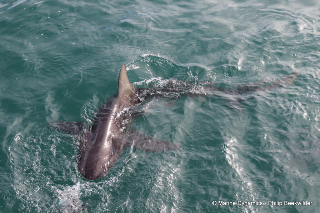 Shark cage diving, Gansbaai, South Africa