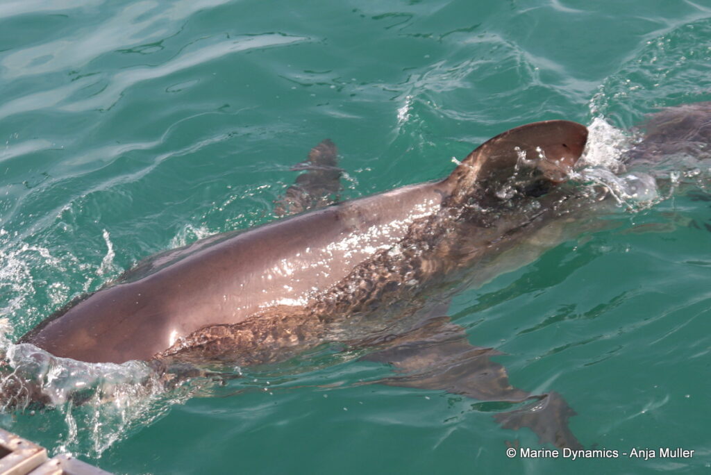 Shark cage diving, Gansbaai, South Africa