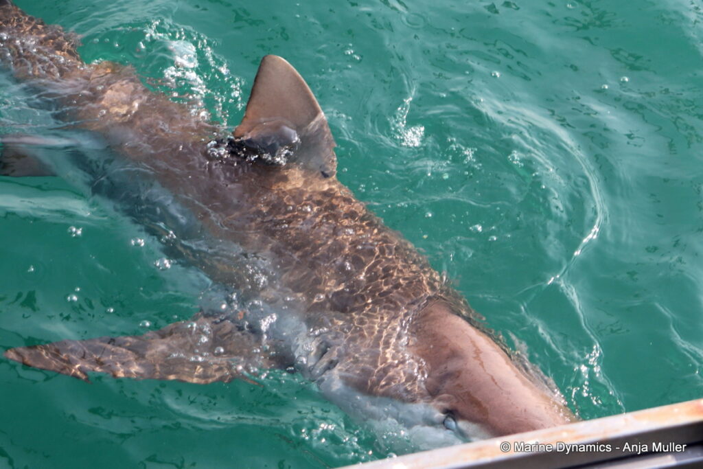 Shark cage diving, Gansbaai, South Africa