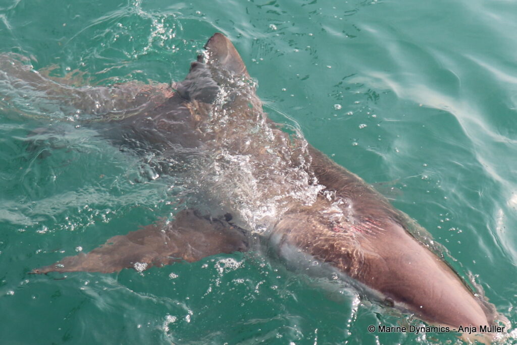 Shark cage diving, Gansbaai, South Africa