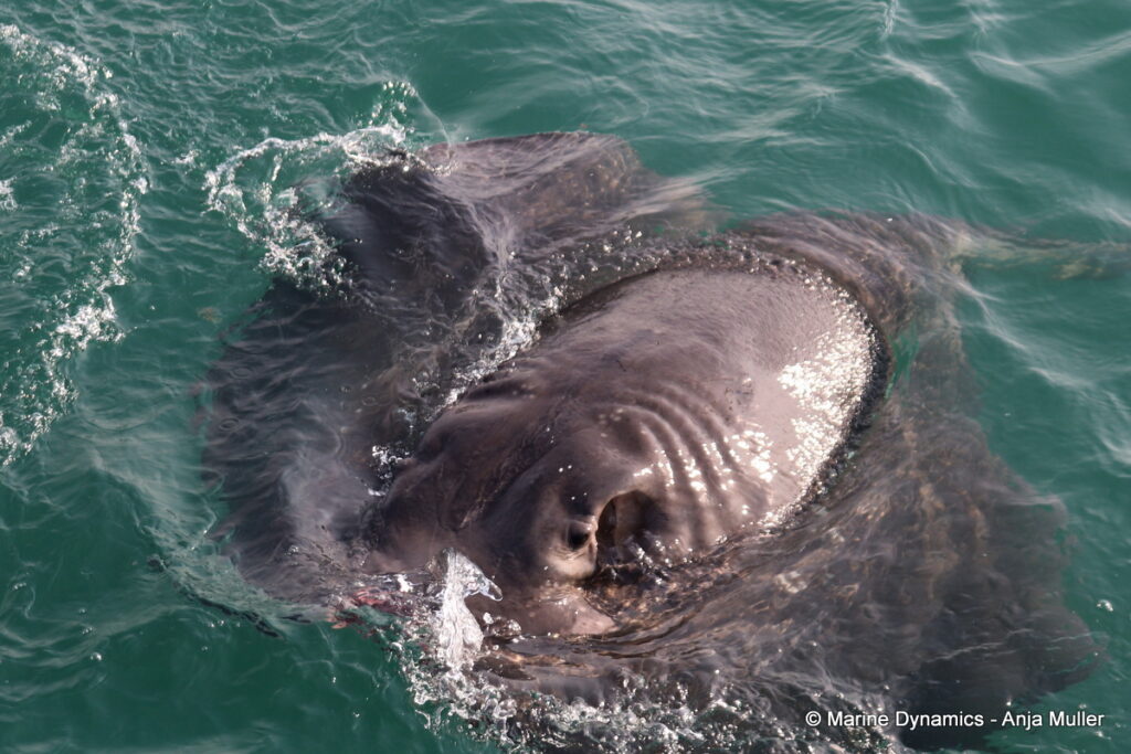 Shark cage diving, Gansbaai, South Africa