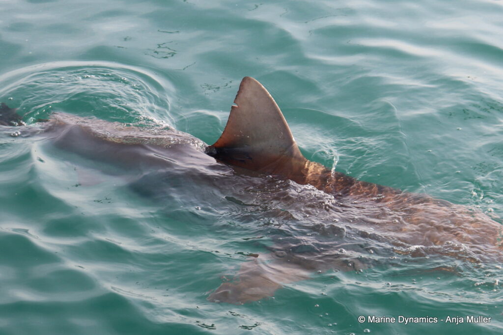 Shark cage diving, Gansbaai, South Africa