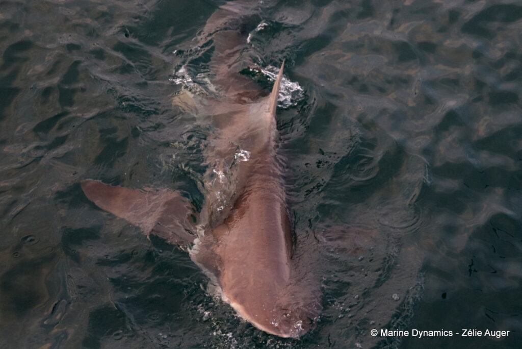 Shark cage diving, Gansbaai, South Africa