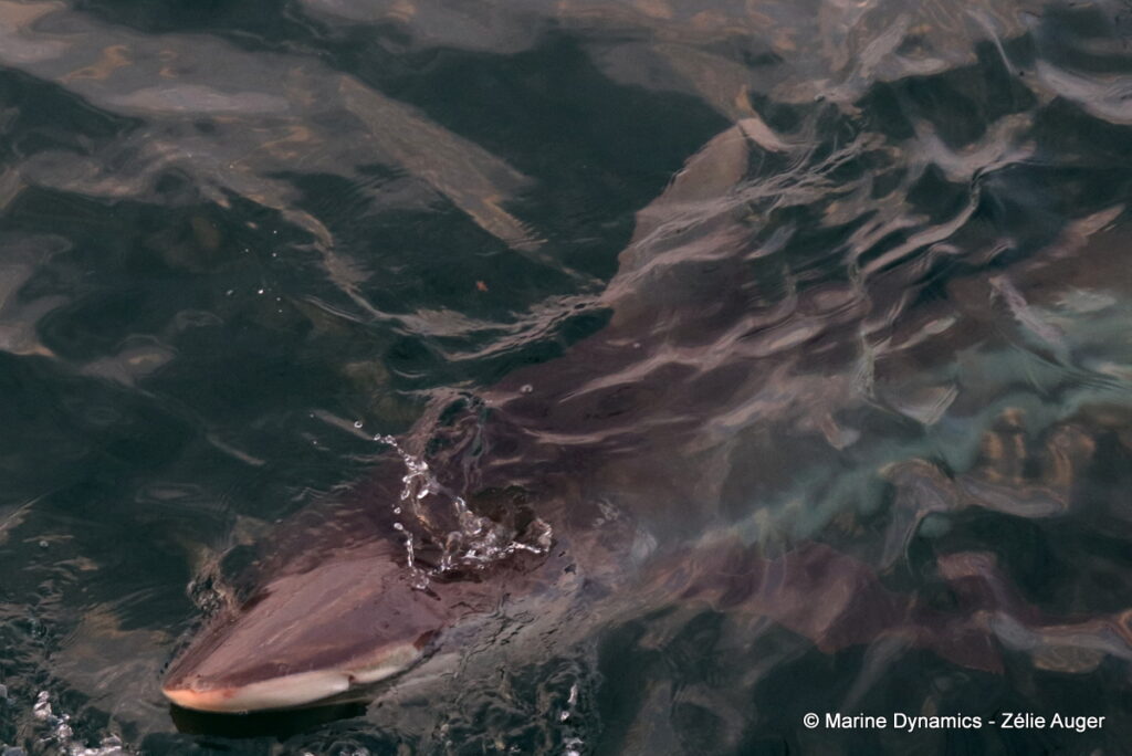 Shark cage diving, Gansbaai, South Africa