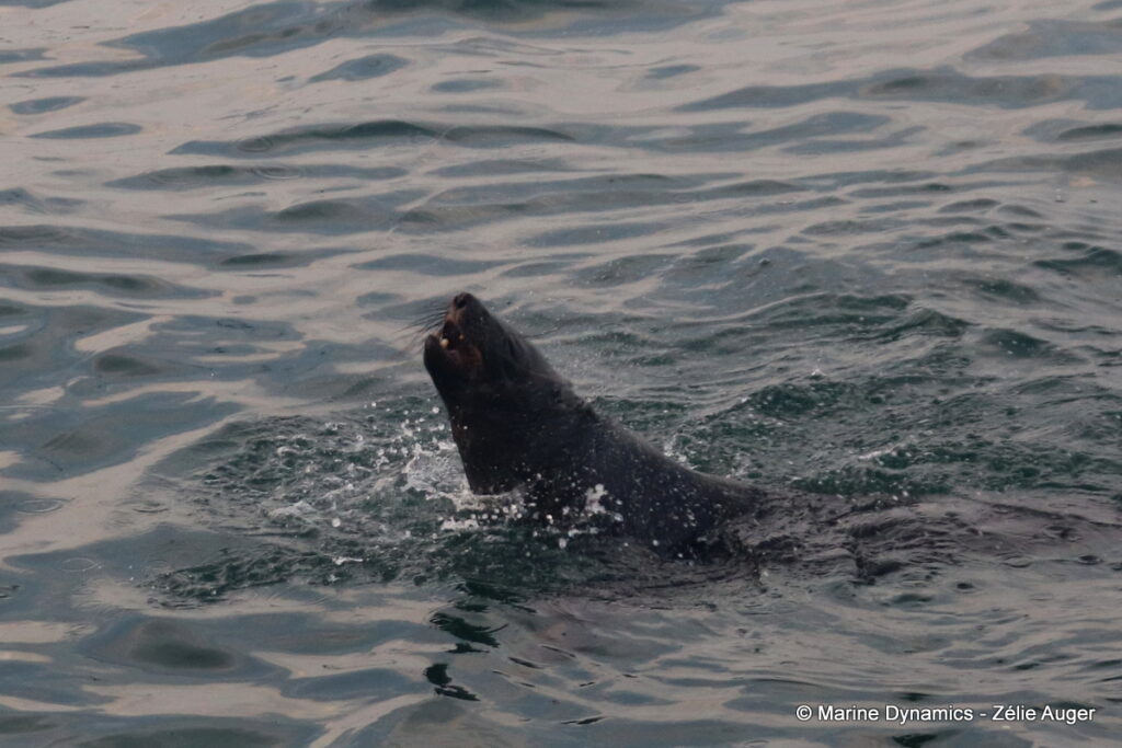Shark cage diving, Gansbaai, South Africa