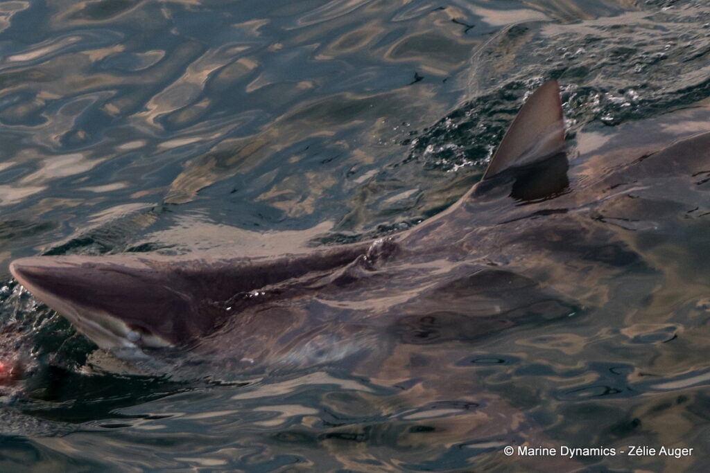 Shark cage diving, Gansbaai, South Africa
