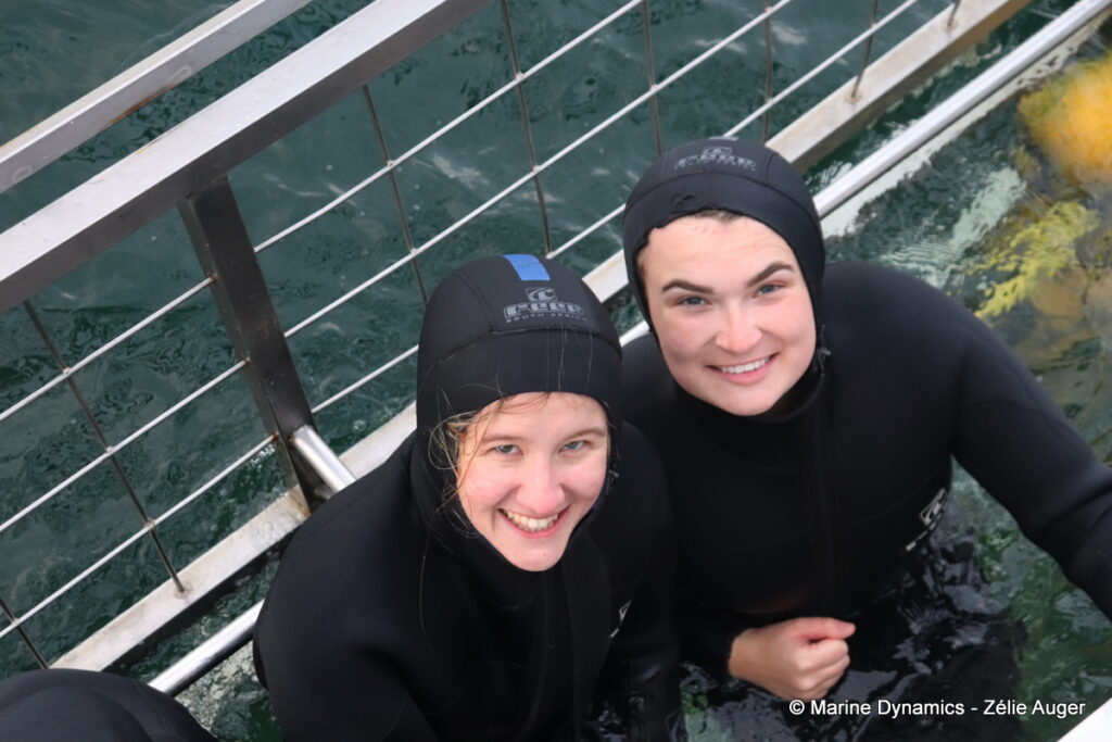 Shark cage diving, Gansbaai, South Africa